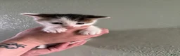 Mixed Breed cats for sale: 3 beautiful kittens  - Advert 4