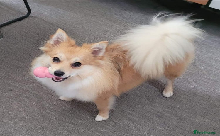 Pomsky dogs Pomeranian x Shelti 4.5 year old female  - Advert 2