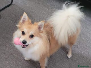 Pomsky dogs Pomeranian x Shelti 4.5 year old female - Advert 1