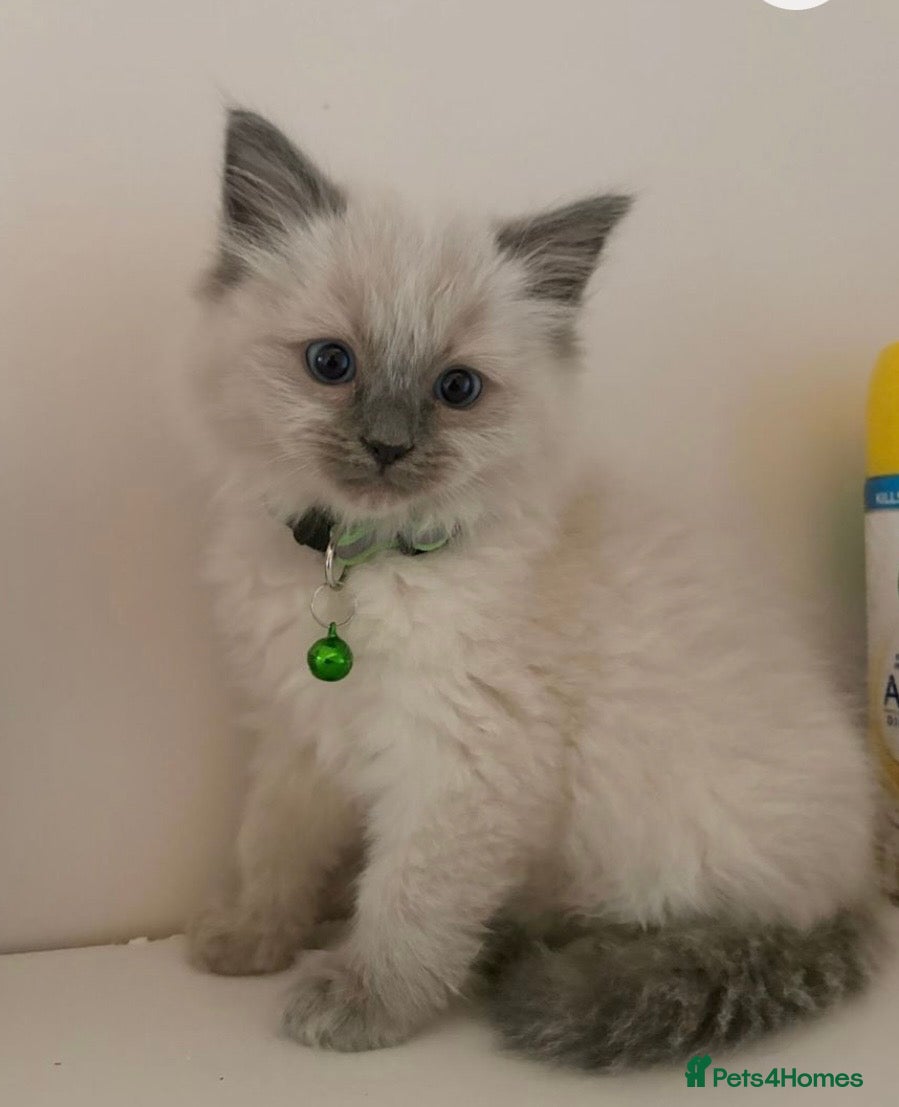 Ragdoll cats Ragdoll Kitten – Last Male Available 🐾 - Advert 1