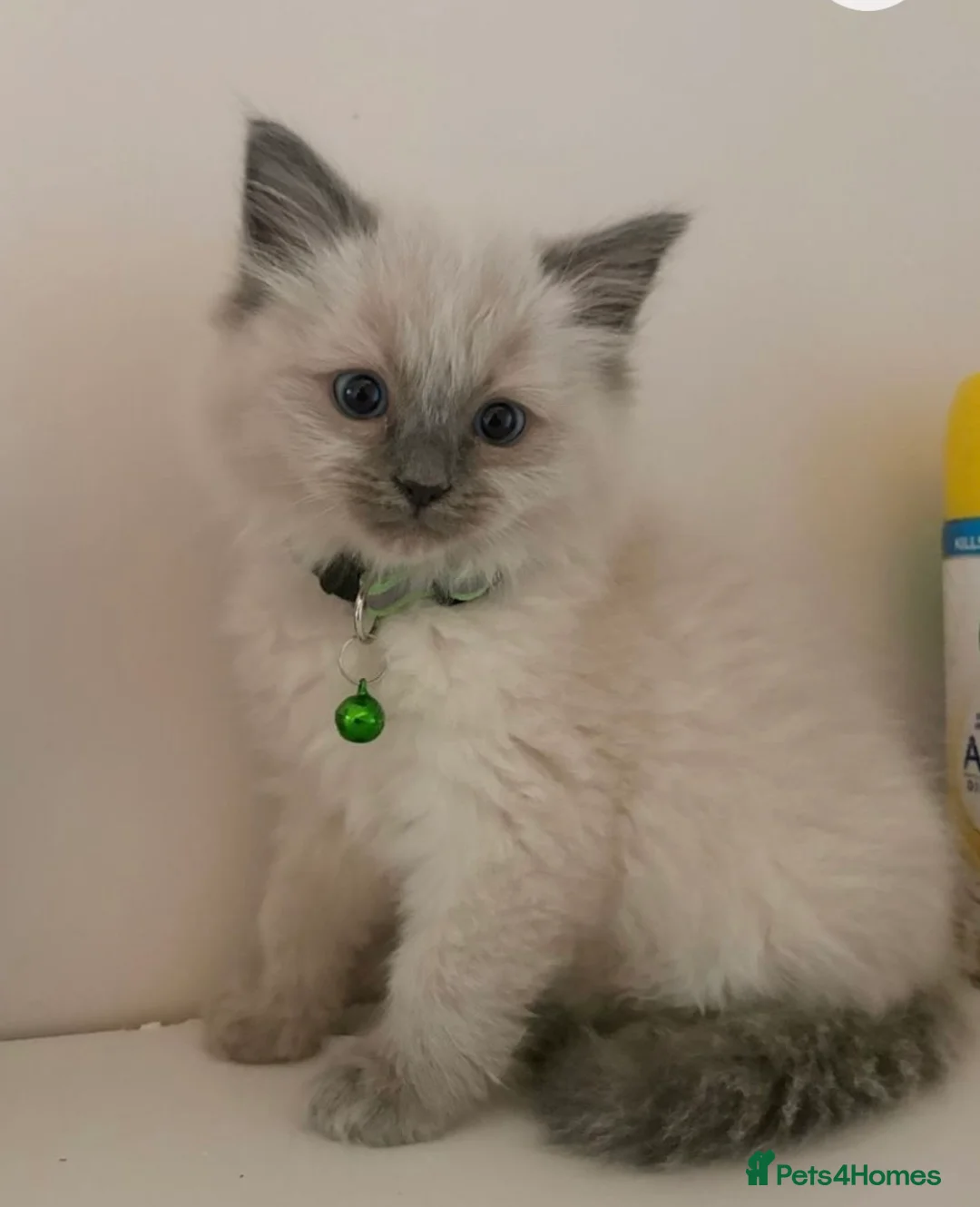 Ragdoll cats for sale: Ragdoll Kitten – Last Male Available 🐾 - Advert 1