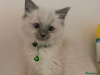 Ragdoll cats Ragdoll Kitten – Last Male Available 🐾 - Advert 1