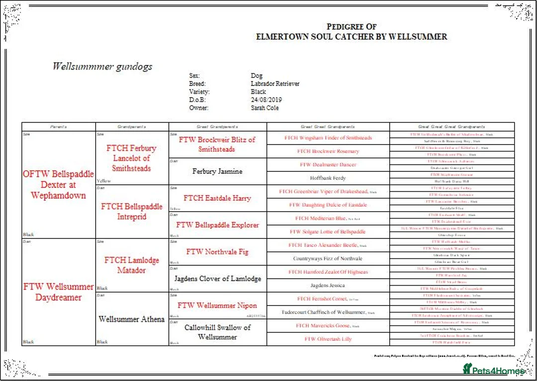 Labrador Retriever dogs for stud: Black Labrador Stud dog in Christchurch - Advert 5