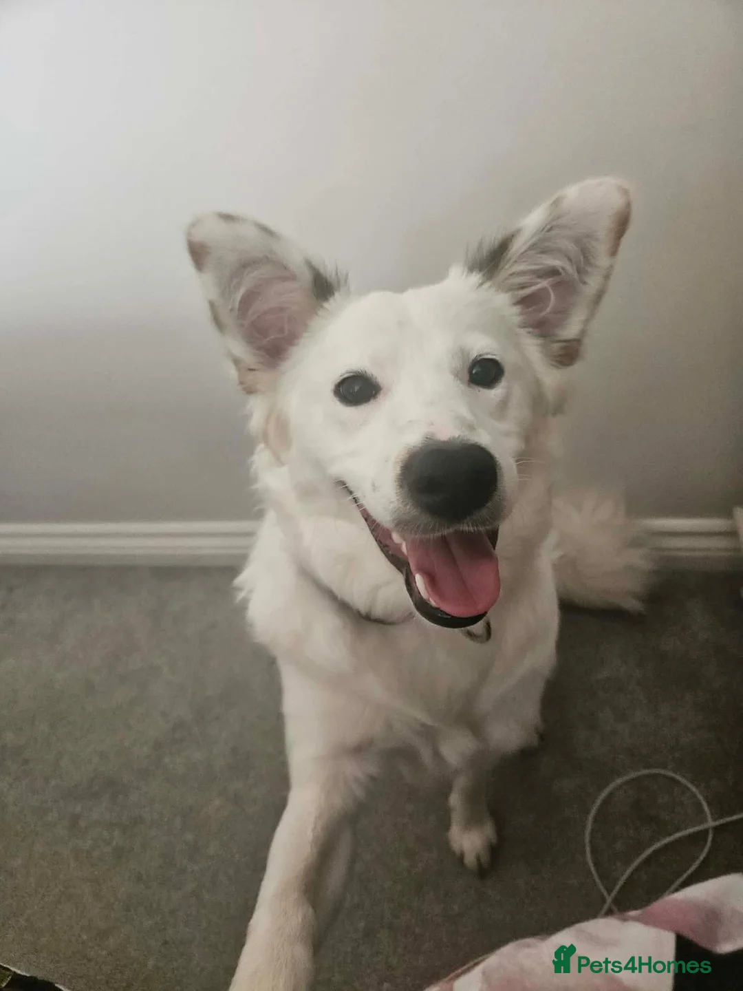 Mixed Breed dogs for adoption: Lika 🩷  - Advert 1