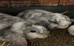Mini Lop rabbits for sale: A Pair of Stunning Mini Lop Boys - Image 2