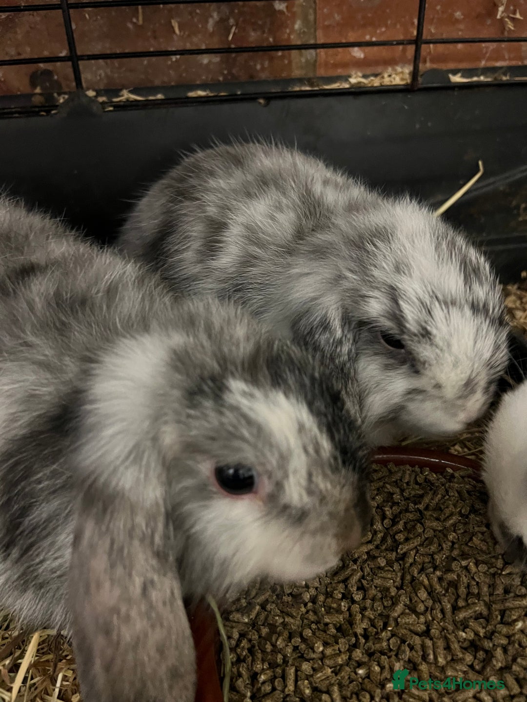 Mini Lop rabbits for sale: A Pair of Stunning Mini Lop Boys - Image 2