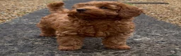 Toy Poodle dogs for stud: Handsome K.C Red Toy poodle stud! - Advert 16