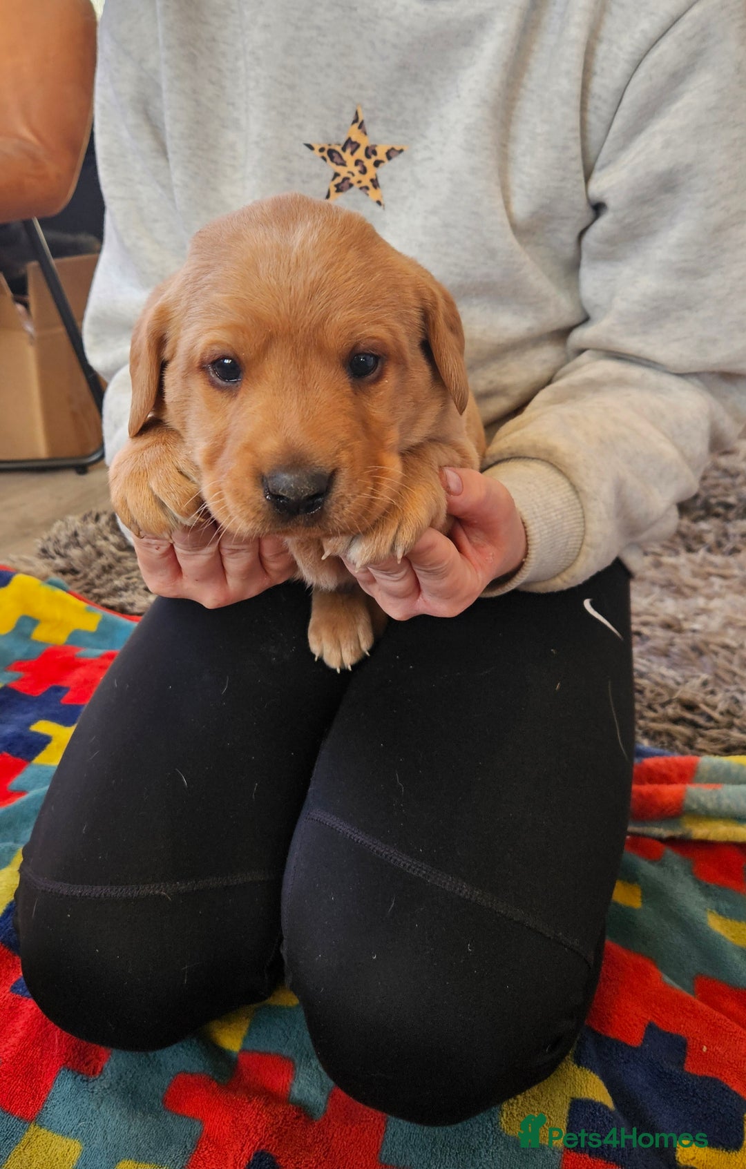 Labrador Retriever dogs for sale: KC Reg Labrador Pups For Sale - Advert 5