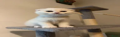 Scottish fold boy 