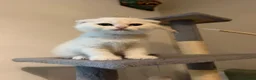 Scottish Fold cats for sale: Scottish Fold Kittens - 2 girls 1 boy  - Advert 11