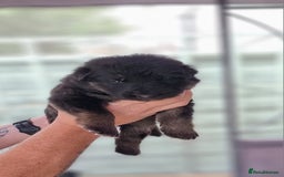 German Shepherd dogs for sale:  kc,health tested straight back german shepherd - Image 12