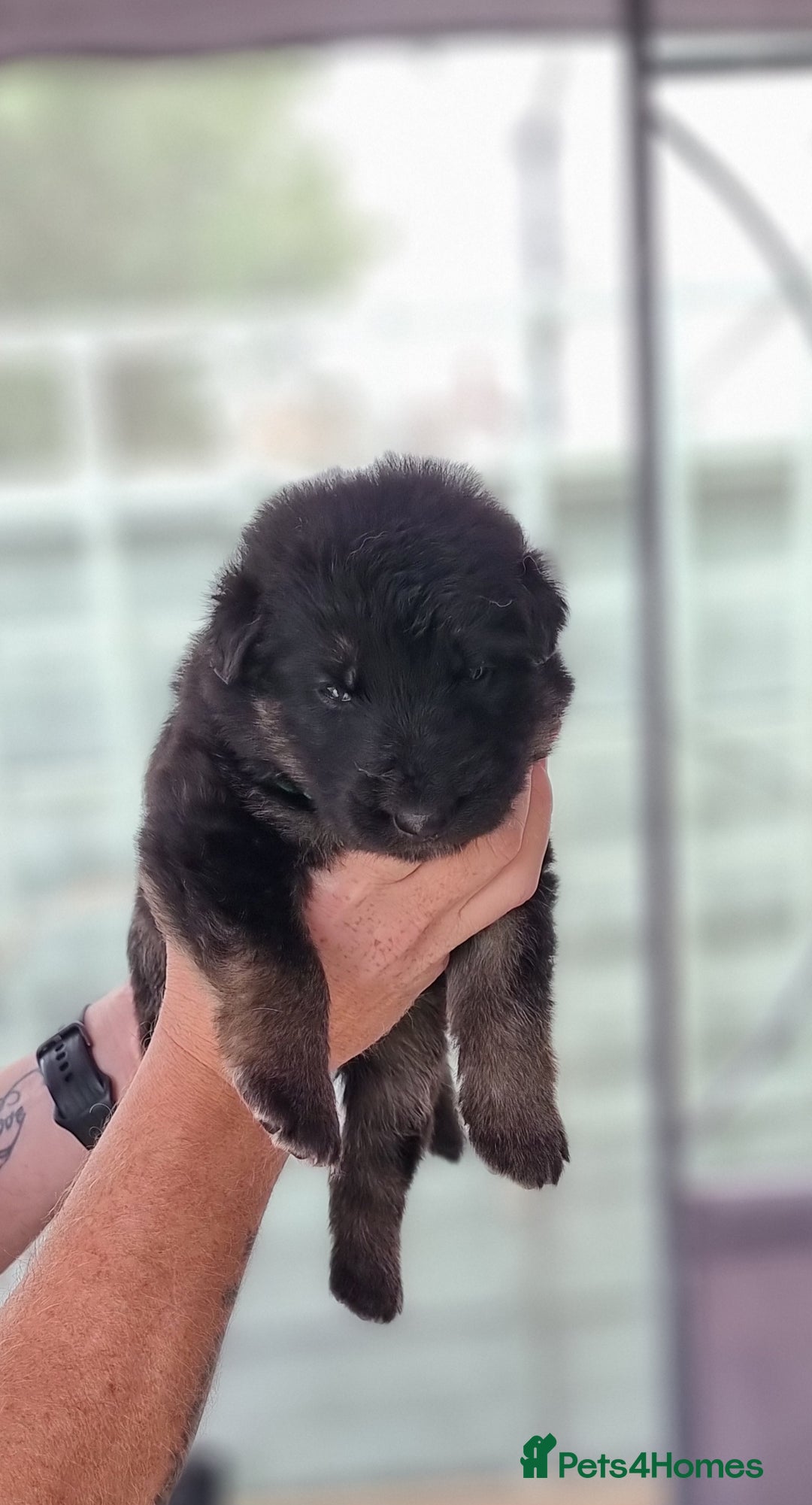 German Shepherd dogs for sale:  kc,health tested straight back german shepherd - Image 12