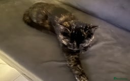 British Shorthair cats for sale: Stunning tortoiseshell kitten  - Advert 3