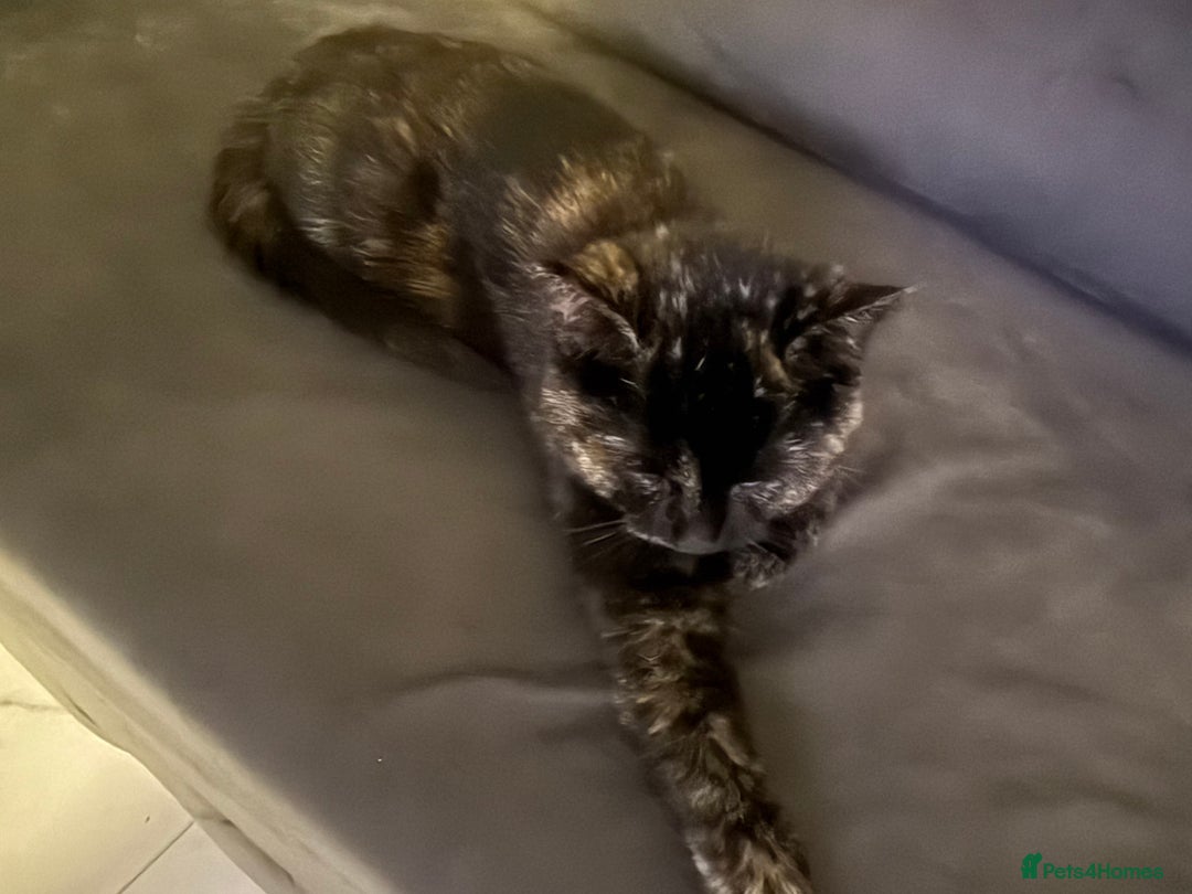 British Shorthair cats for sale: Stunning tortoiseshell kitten  - Advert 3