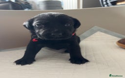 Labrador Retriever dogs for sale: 9 Beautiful Labrador Puppies For Sale  - Image 16