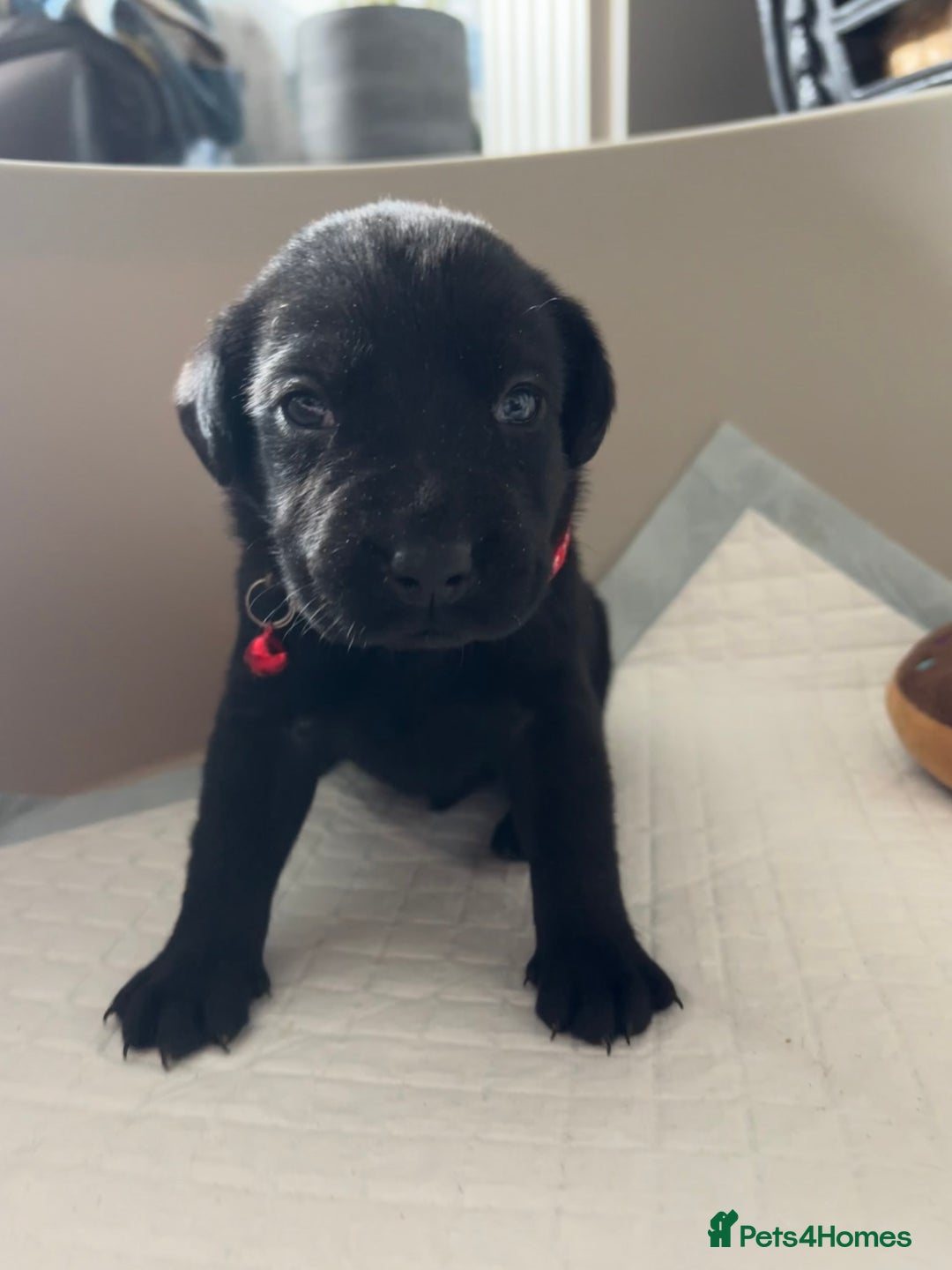 Labrador Retriever dogs for sale: 9 Beautiful Labrador Puppies For Sale  - Image 16