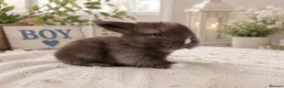 Mini Lop rabbits for sale: A beautiful selection of baby buns - Advert 5