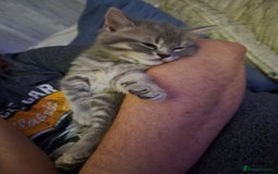 British Shorthair cats for sale: Beautiful British Shorthair girls – Ready Now! - Image 17