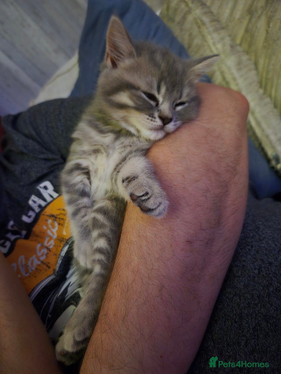 British Shorthair cats for sale: Beautiful British Shorthair girls – Ready Now! - Image 17