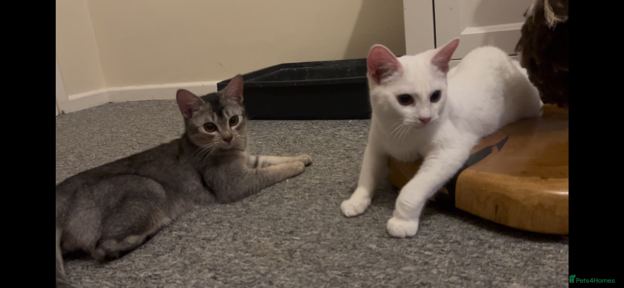 Abyssinian cats Really sweet temperament  - Advert 2