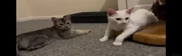 Abyssinian cats for sale: Really sweet temperament  - Advert 1