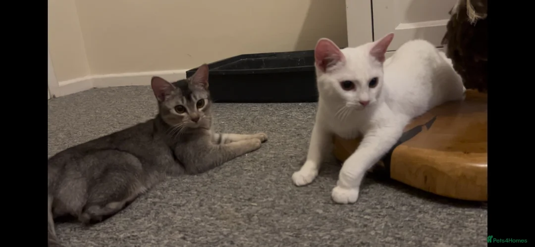 Abyssinian cats for sale: Really sweet temperament  - Advert 1