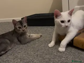 Abyssinian cats Really sweet temperament - Advert 2