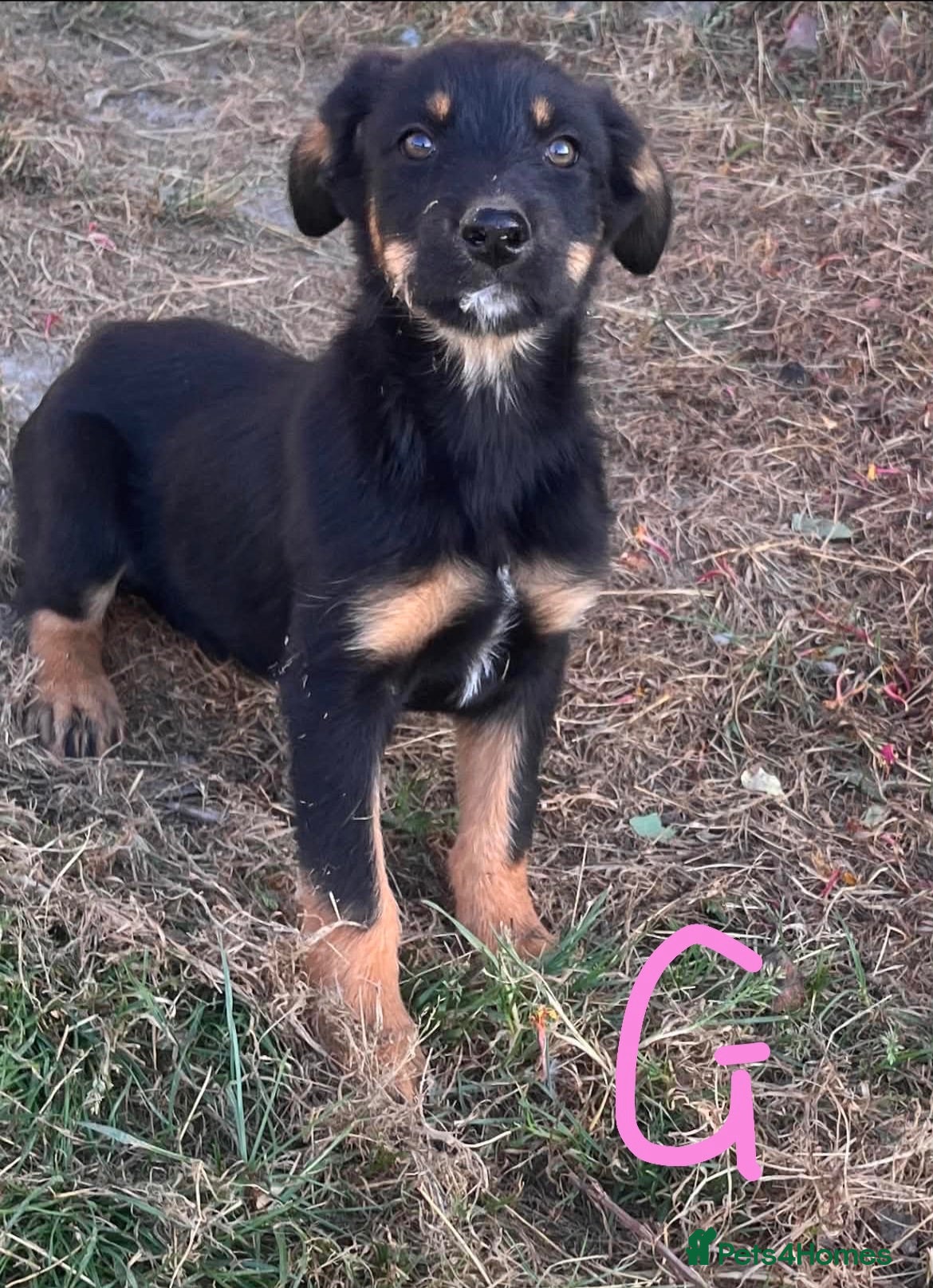 Huntaway dogs 1 girl and 4 boys available - Advert 11