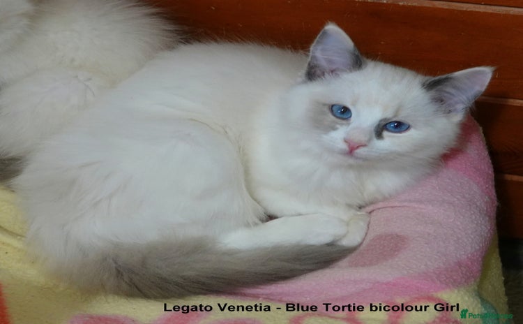 Ragdoll cats Quality GCCF Reg Ragdoll Kittens - Advert 9
