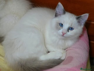 Ragdoll cats Quality GCCF Reg Ragdoll Kittens - Advert 1