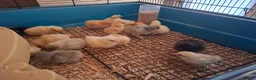 Chickens poultry for sale: Chick available. Polish, pekin,Wyandotte bantams  - Advert 5