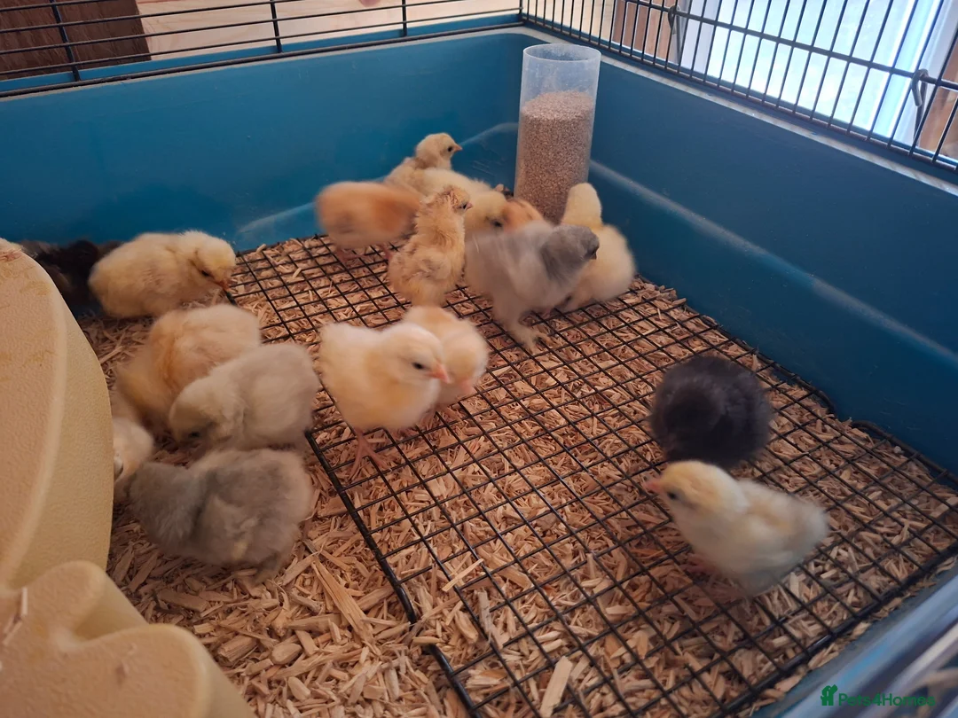 Chickens poultry for sale: Chick available. Polish, pekin,Wyandotte bantams  - Advert 5