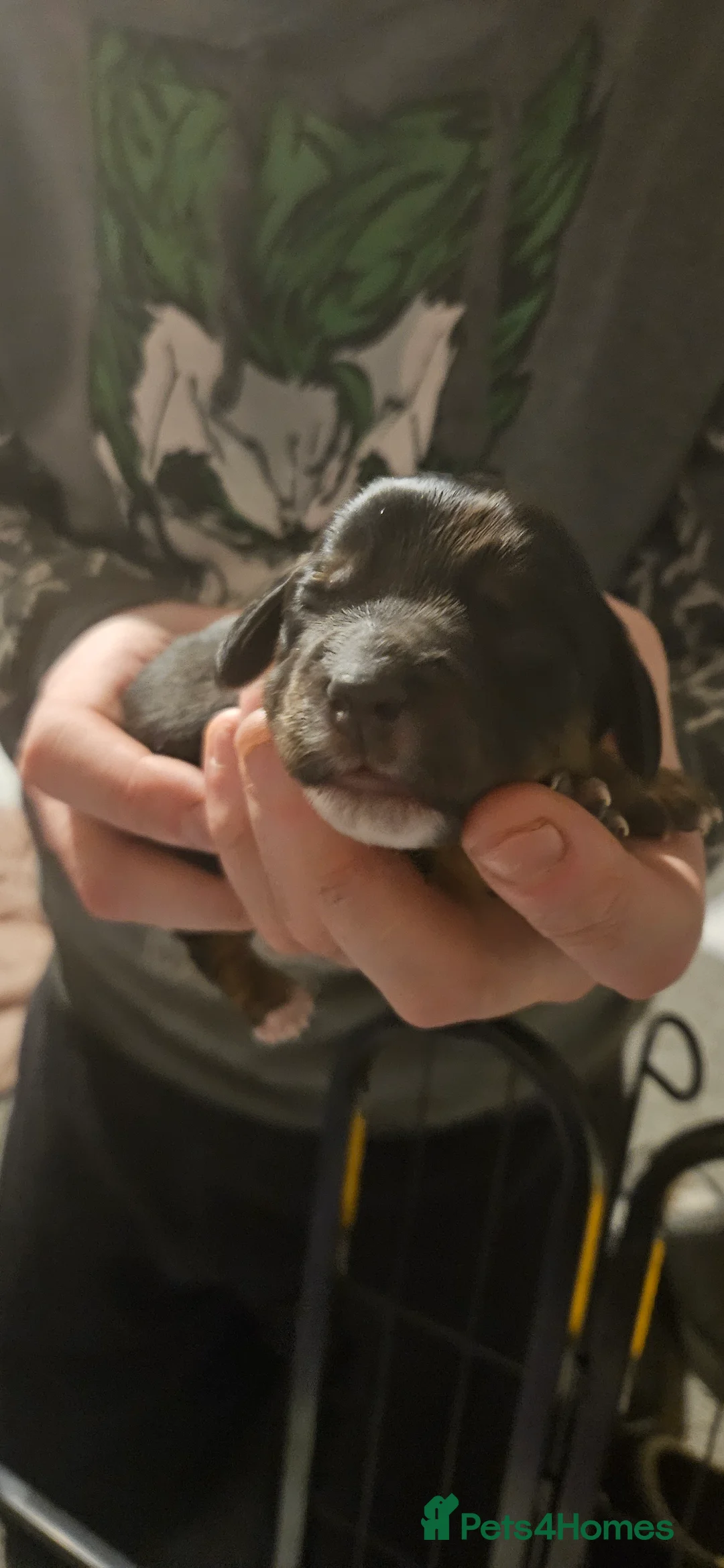 Mixed Breed dogs for sale: Daschund x Cocker Spaniel x Beagle - Advert 3