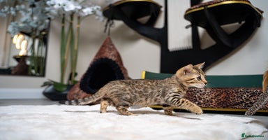 Bengal cats - Advert 7