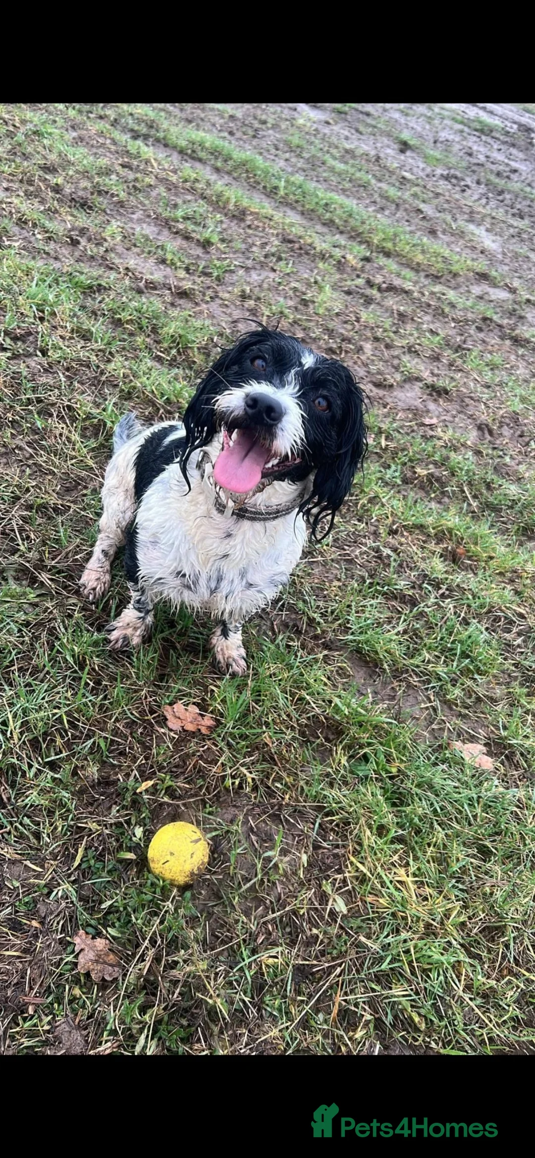 Mixed Breed dogs for sale: Rosie the springer spaniel x  in Daventry - Advert 4