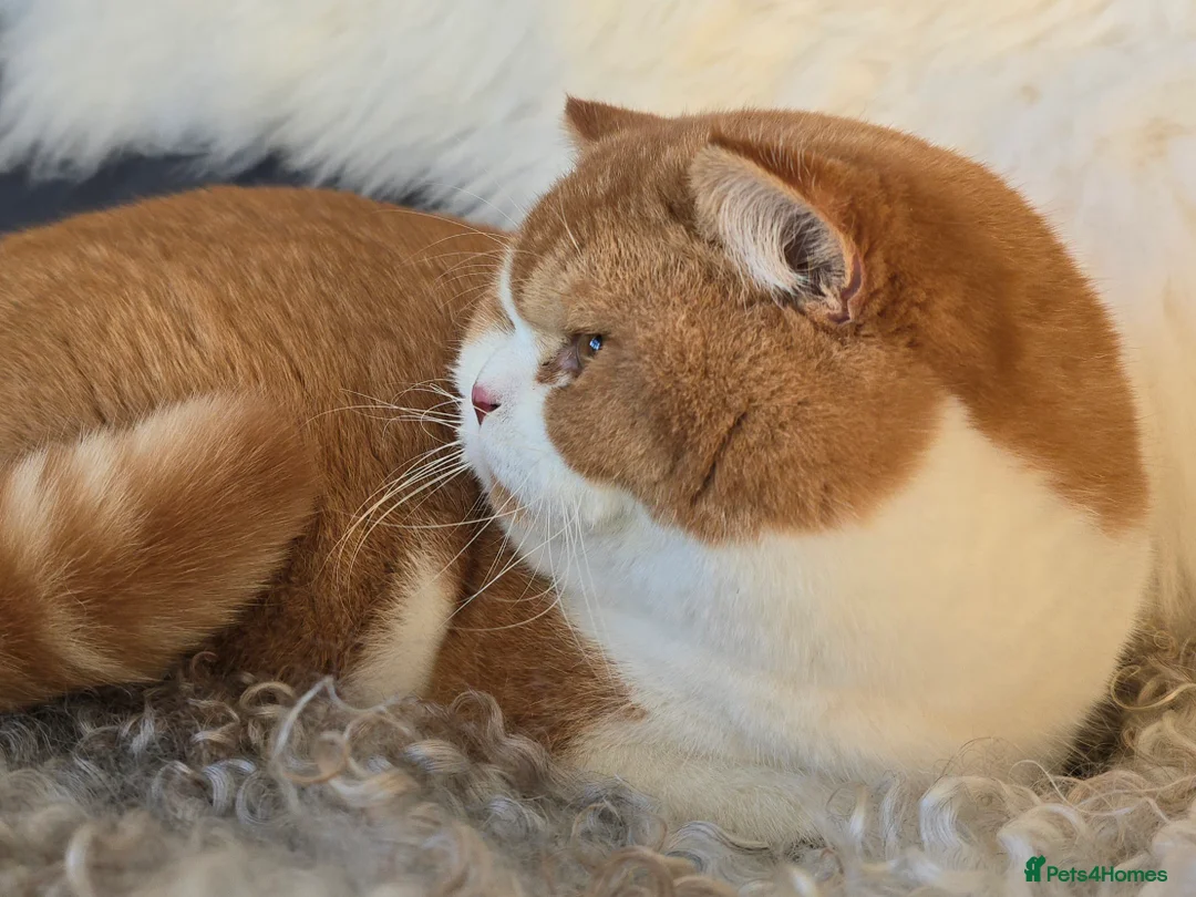 British Shorthair cats for sale: Stunning British Shorthair Kittens  - Advert 7