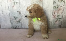 Bordoodle dogs for sale: Adorable & Confident Collie x poodle pups - Image 17