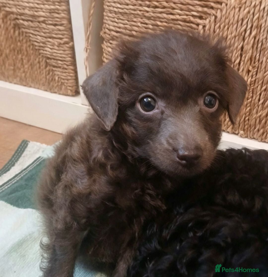 Toy Poodle dogs 🥰 Ready to leave 🥰 - Advert 2