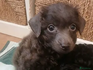 Toy Poodle dogs 🥰 Ready to leave 🥰 - Advert 2