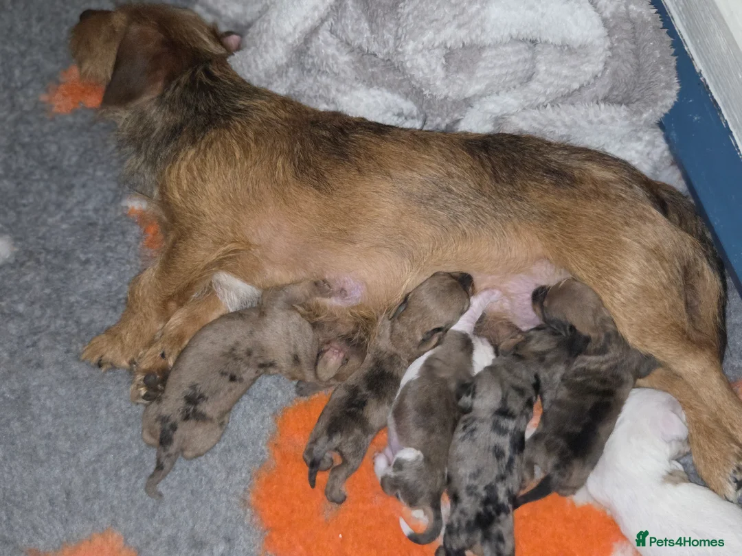 Dachshund dogs for sale: Dachshund puppies for sale. - Advert 6