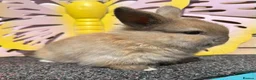 Lionhead rabbits for sale: Pure breed Lionhead  - Advert 3