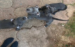 Staffordshire Bull Terrier dogs for sale: Blue staffy pups Ready for forever homes - Image 2