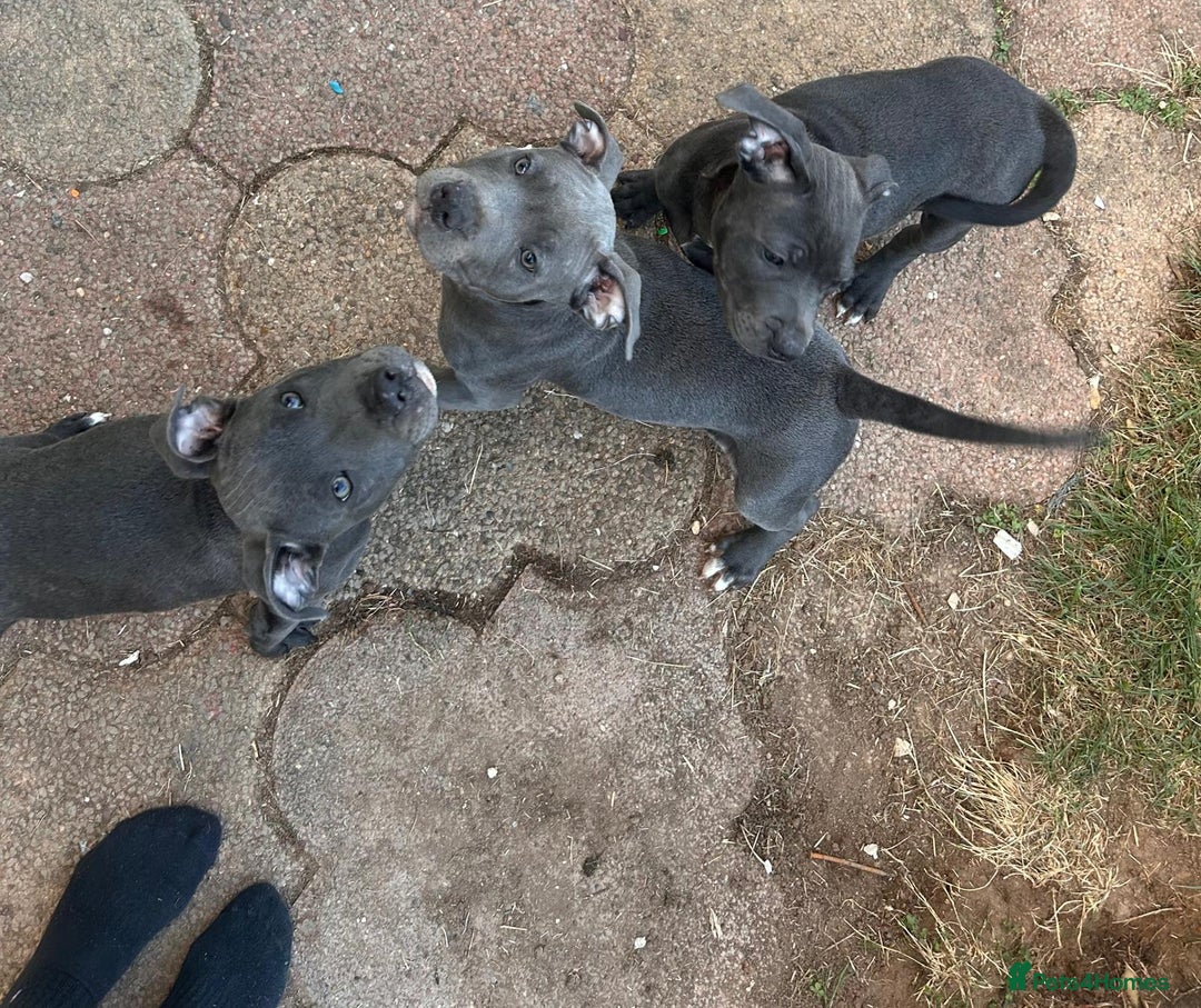 Staffordshire Bull Terrier dogs for sale: Blue staffy pups Ready for forever homes - Image 2