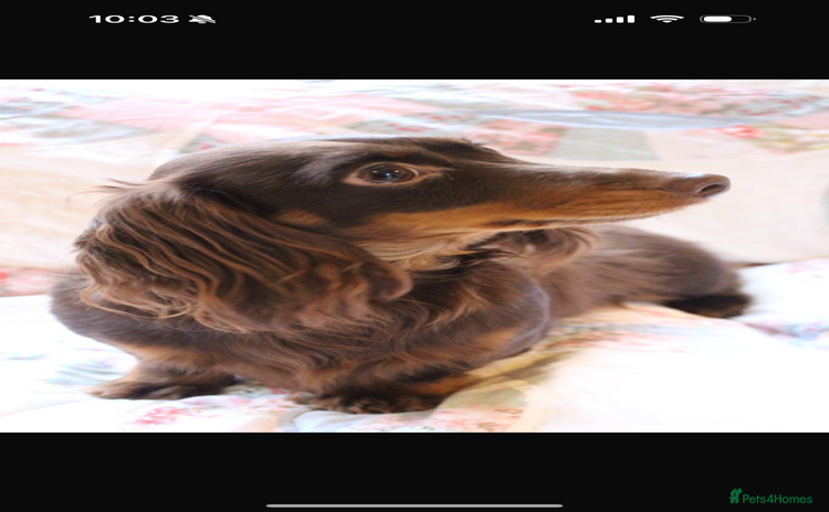 Miniature Dachshund dogs - Advert 14