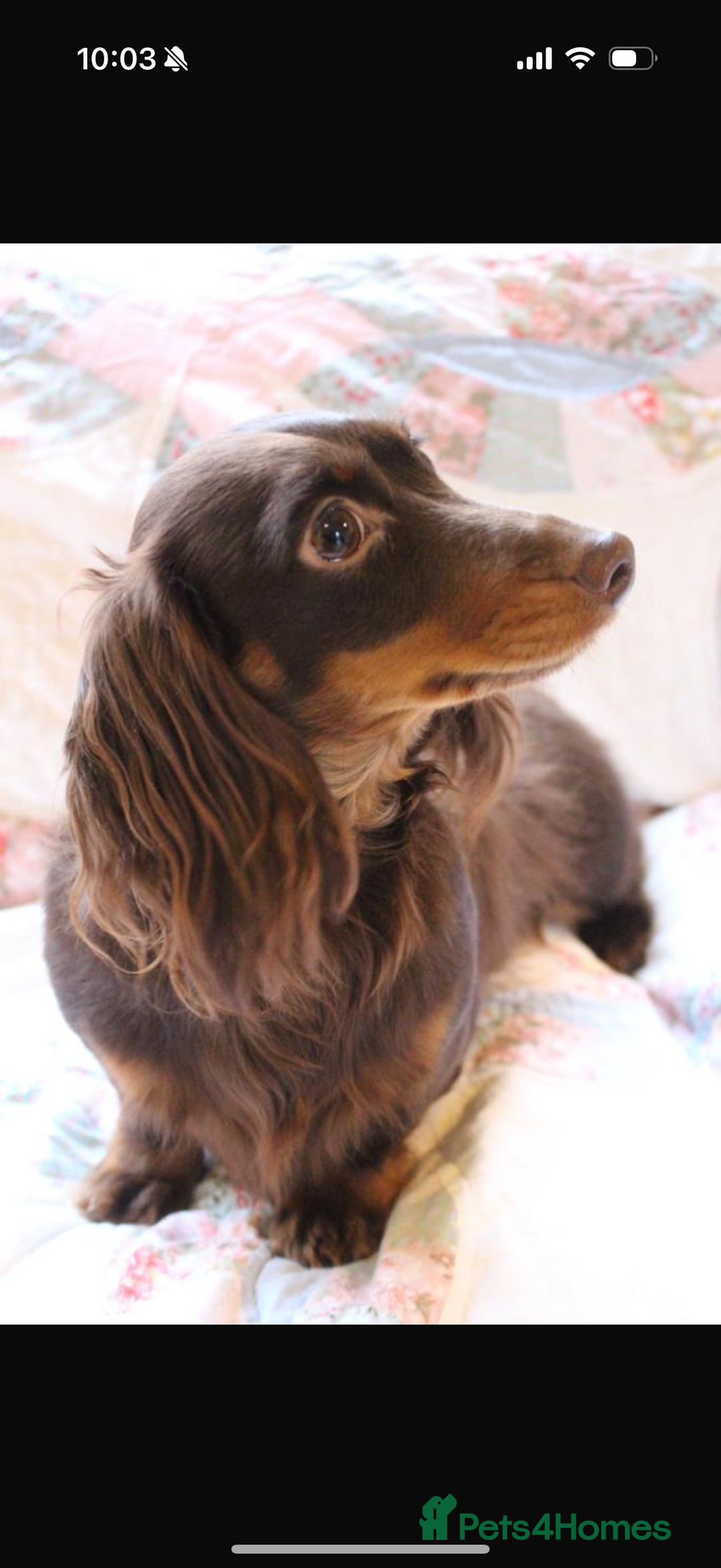 Miniature Dachshund dogs for sale: Long haired Miniature Dachshund - Image 1