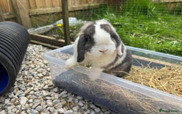 Mini Lop rabbits for sale: Mini lop sibling pair  - Image 24