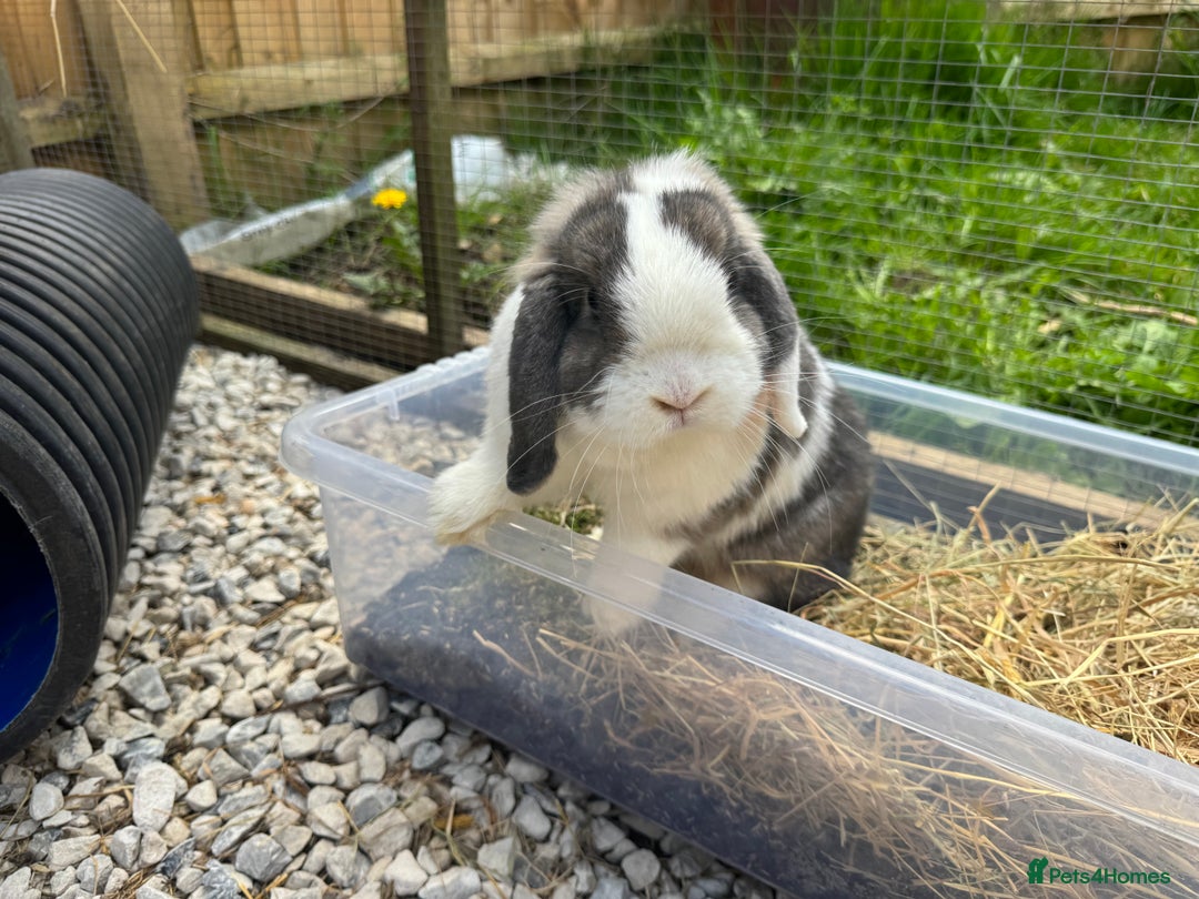Mini Lop rabbits for sale: Mini lop sibling pair  - Image 24