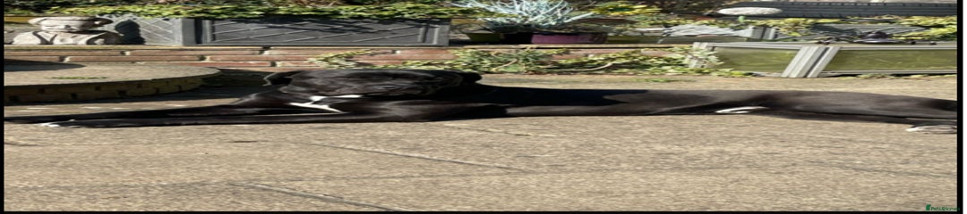 Cane Corso Puppy 2