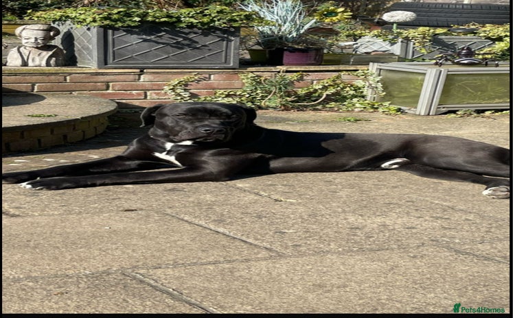 Cane Corso dogs - Advert 2