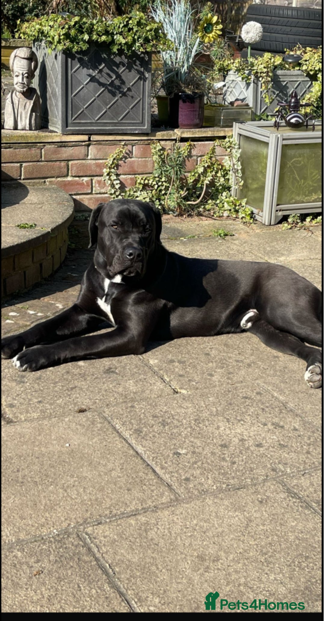 Cane Corso dogs for sale: Cane Corso  - Image 1